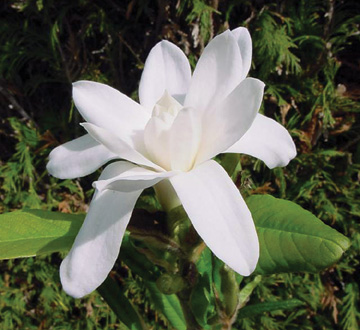 magnolia-stellata-royal-star-star-magnolia