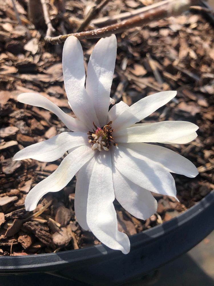 magnolia-stellata-royal-star-star-magnolia