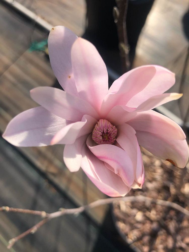 magnolia-stellata-royal-star-star-magnolia