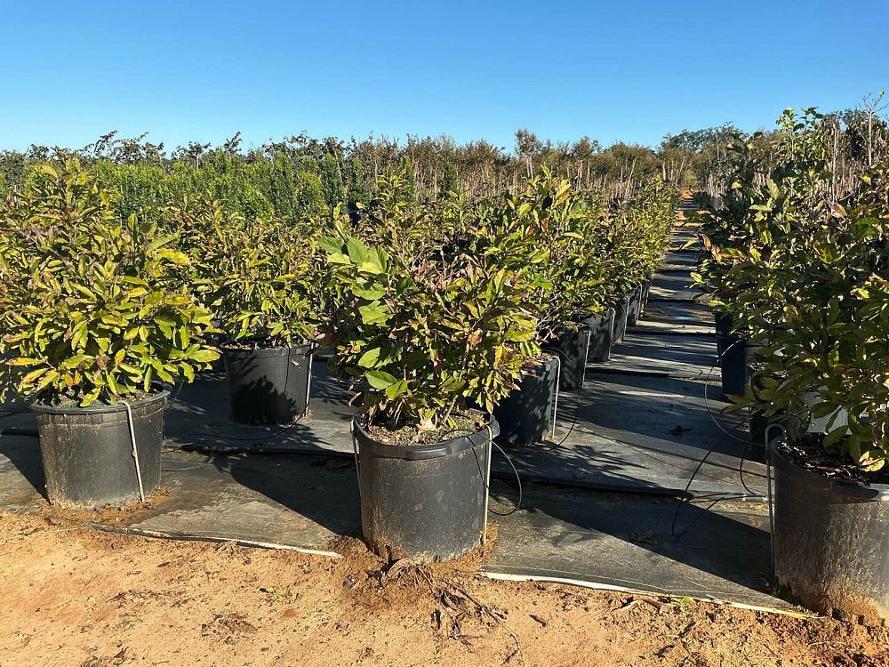 magnolia-stellata-royal-star-star-magnolia