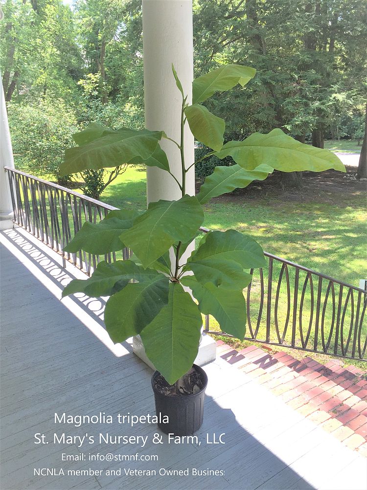 magnolia-tripetala-umbrella-magnolia
