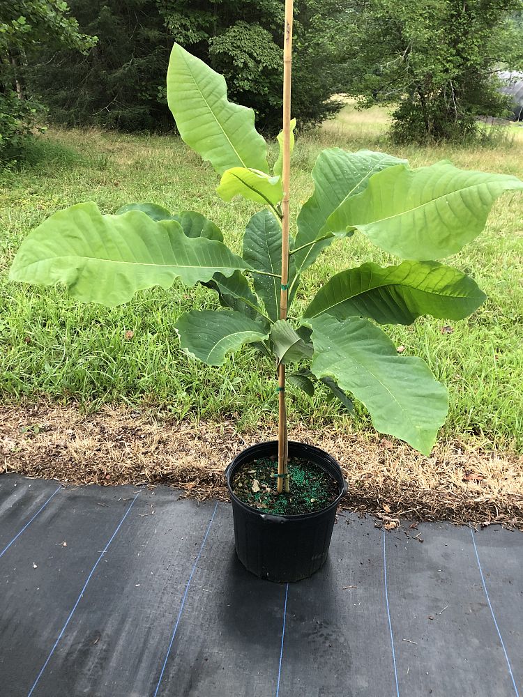 magnolia-tripetala-umbrella-magnolia