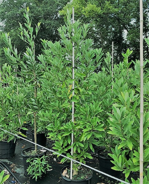 magnolia-virginiana-australis-evergreen-sweetbay-magnolia