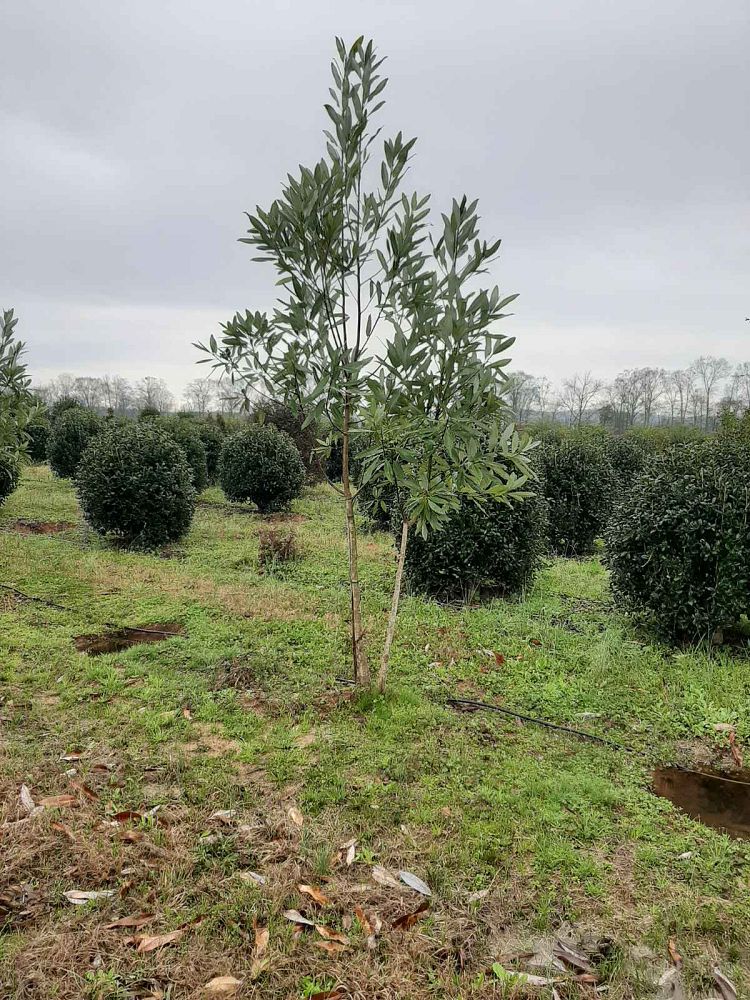 magnolia-virginiana-australis-evergreen-sweetbay-magnolia