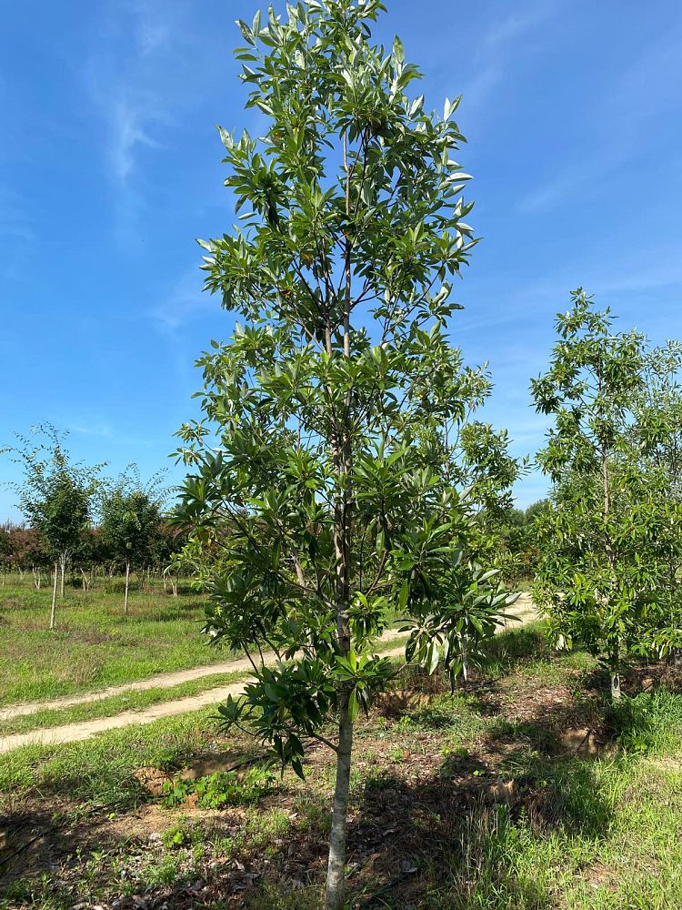 magnolia-virginiana-australis-evergreen-sweetbay-magnolia