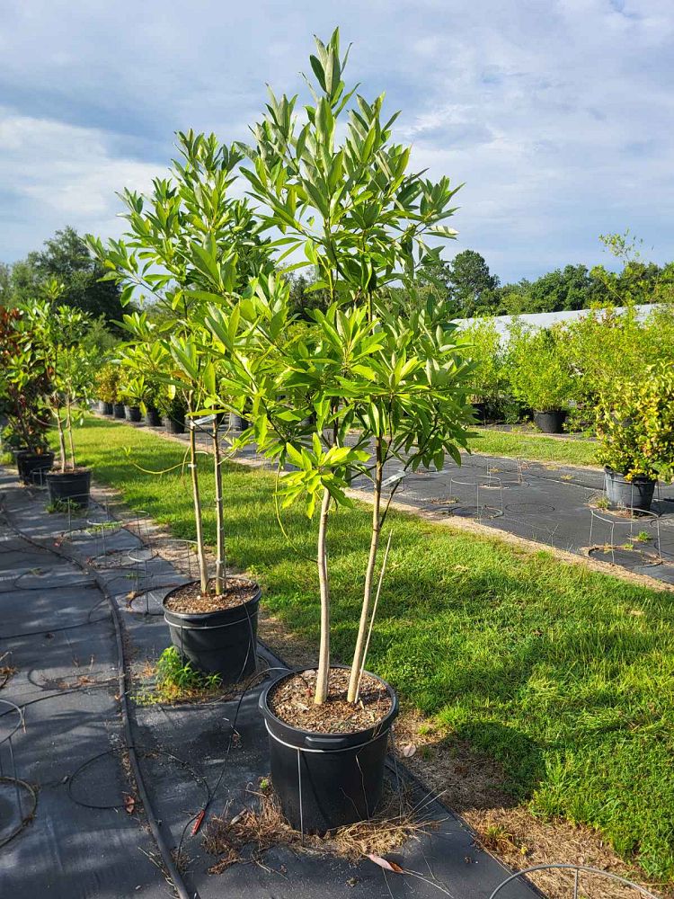 magnolia-virginiana-australis-evergreen-sweetbay-magnolia