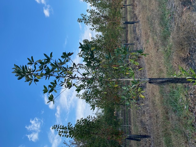 magnolia-virginiana-jim-wilson-sweetbay-magnolia