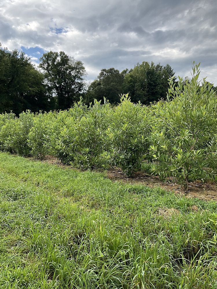 magnolia-virginiana-moonglow-sweetbay-magnolia
