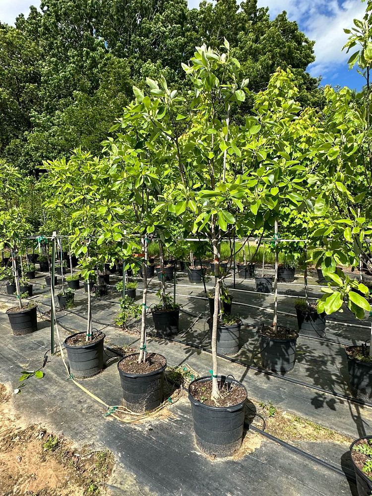 magnolia-virginiana-moonglow-sweetbay-magnolia