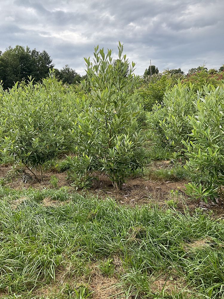 magnolia-virginiana-moonglow-sweetbay-magnolia