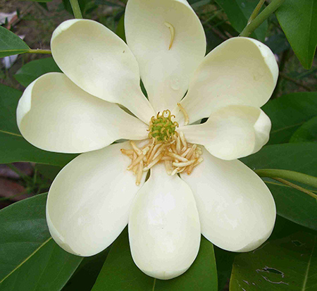 magnolia-virginiana-moonglow-sweetbay-magnolia