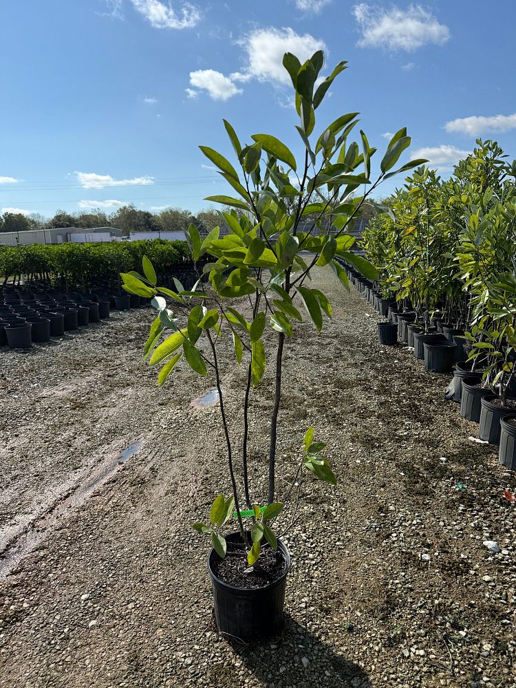 magnolia-virginiana-moonglow-sweetbay-magnolia