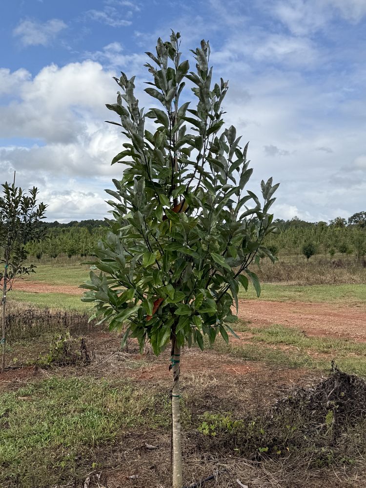 magnolia-virginiana-moonglow-sweetbay-magnolia
