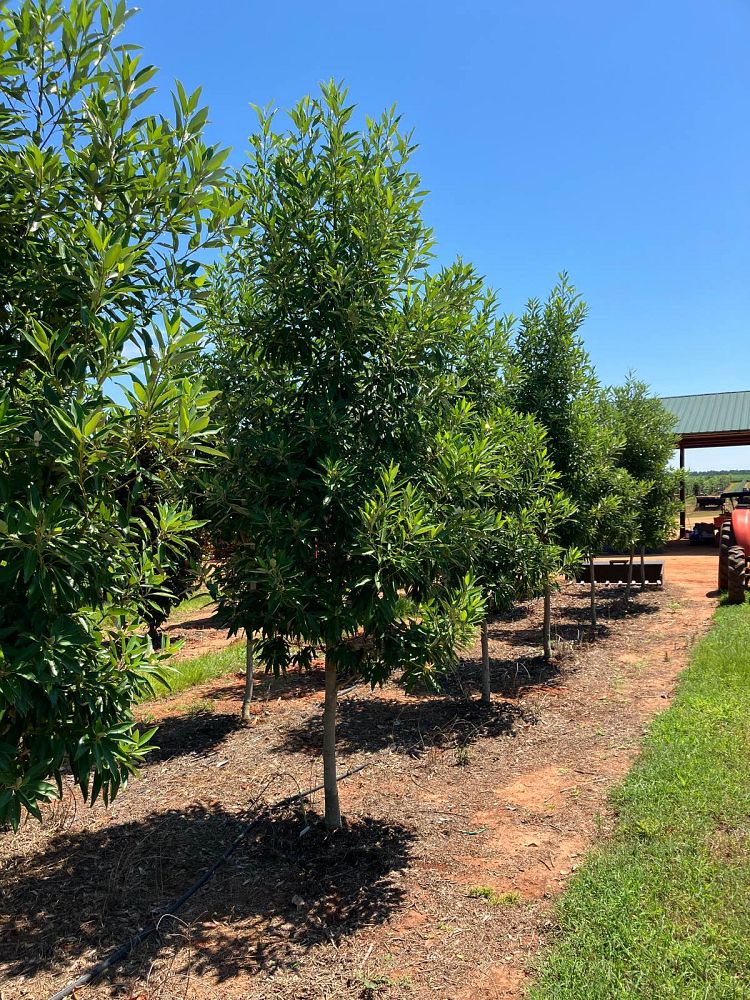 magnolia-virginiana-mvmtf-sweetbay-magnolia-keltyk