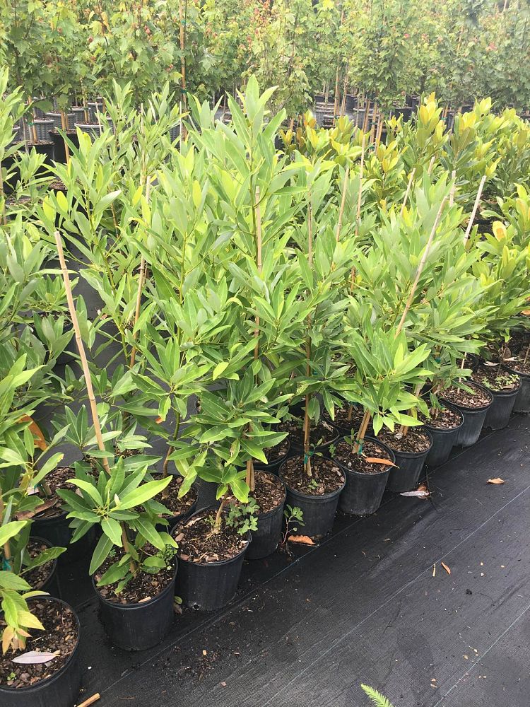 magnolia-virginiana-silver-mist-silver-bay-swamp-bay-sweetbay-magnolia