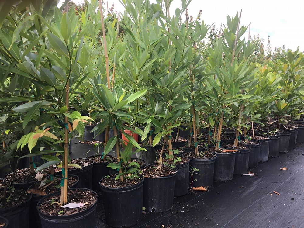 magnolia-virginiana-silver-mist-silver-bay-swamp-bay-sweetbay-magnolia