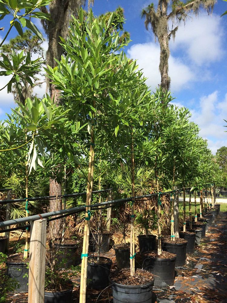 magnolia-virginiana-silver-mist-silver-bay-swamp-bay-sweetbay-magnolia