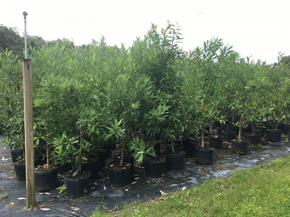 magnolia-virginiana-silver-mist-silver-bay-swamp-bay-sweetbay-magnolia