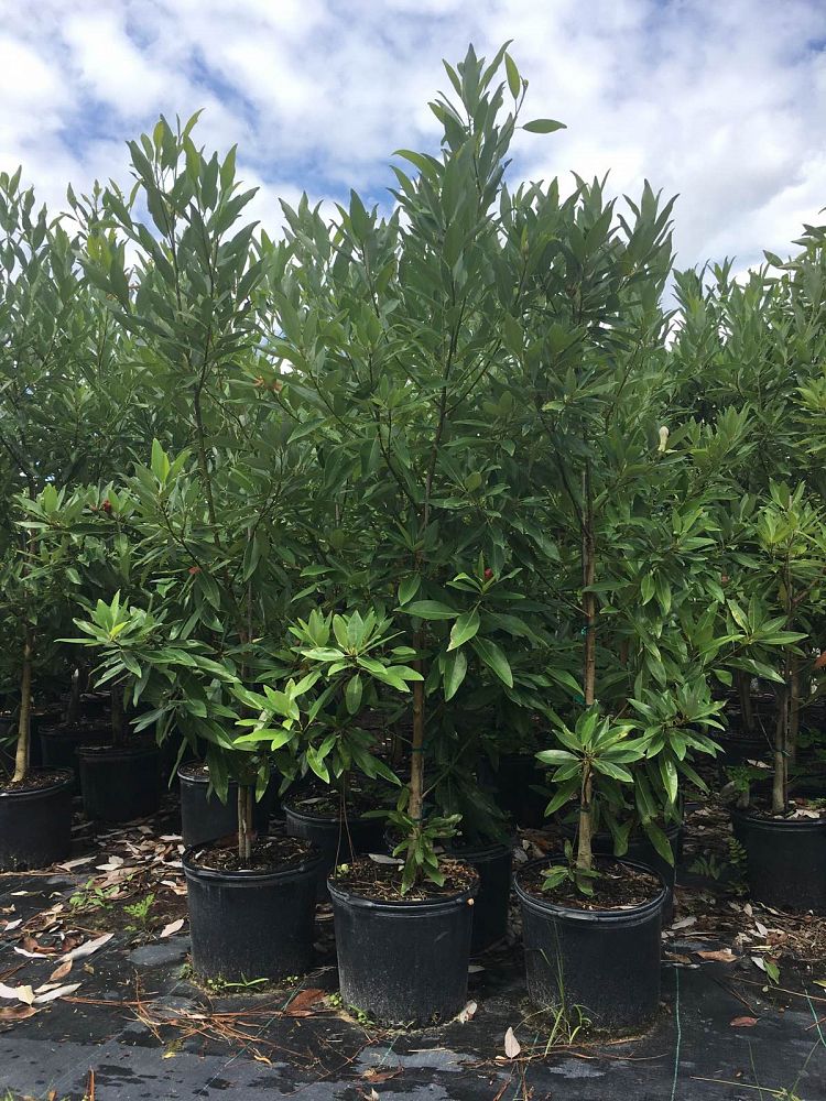 magnolia-virginiana-silver-mist-silver-bay-swamp-bay-sweetbay-magnolia