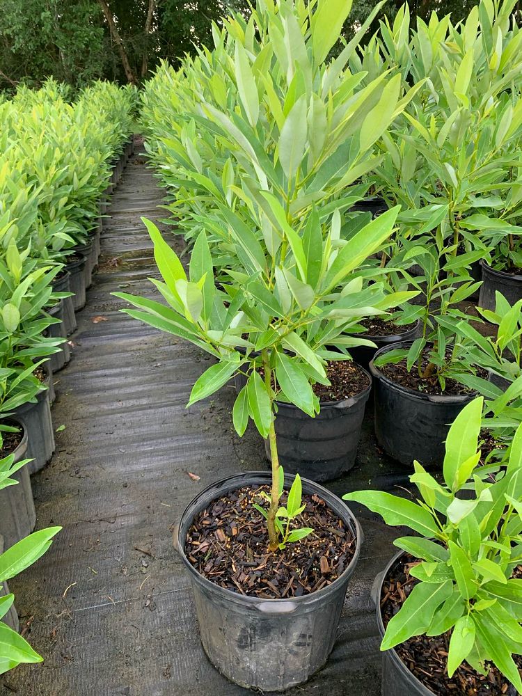 magnolia-virginiana-silver-mist-silver-bay-swamp-bay-sweetbay-magnolia