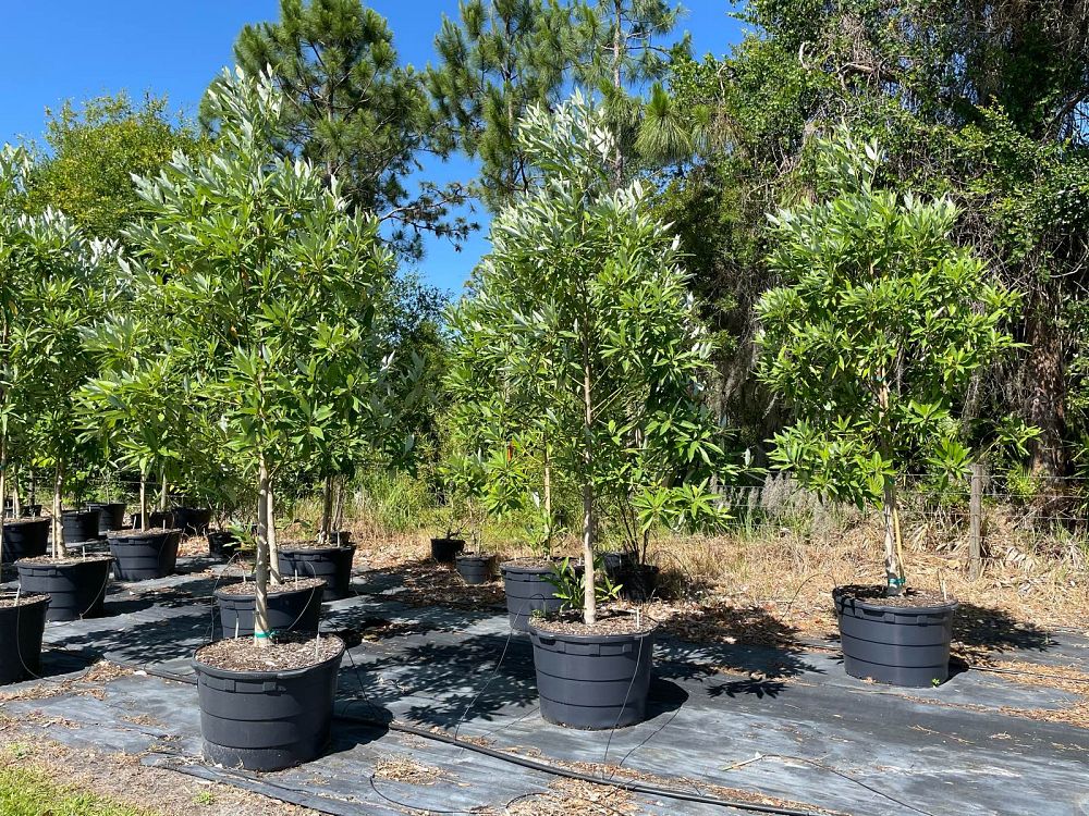 magnolia-virginiana-silver-mist-silver-bay-swamp-bay-sweetbay-magnolia