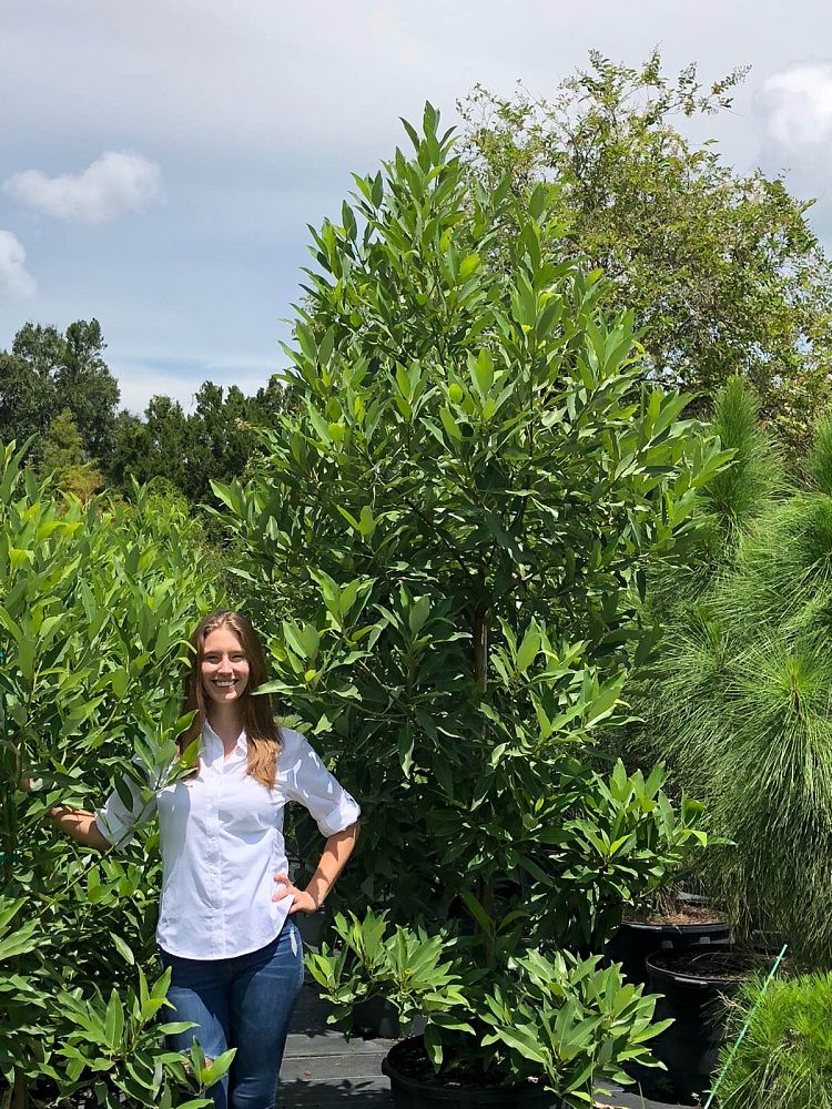 magnolia-virginiana-silver-mist-silver-bay-swamp-bay-sweetbay-magnolia