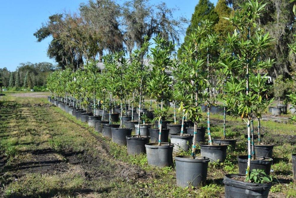 magnolia-virginiana-silver-mist-silver-bay-swamp-bay-sweetbay-magnolia