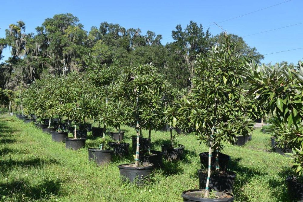 magnolia-virginiana-silver-mist-silver-bay-swamp-bay-sweetbay-magnolia
