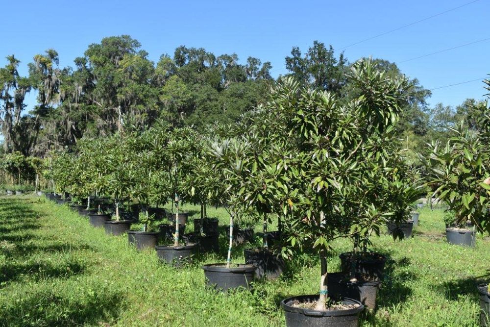 magnolia-virginiana-silver-mist-silver-bay-swamp-bay-sweetbay-magnolia