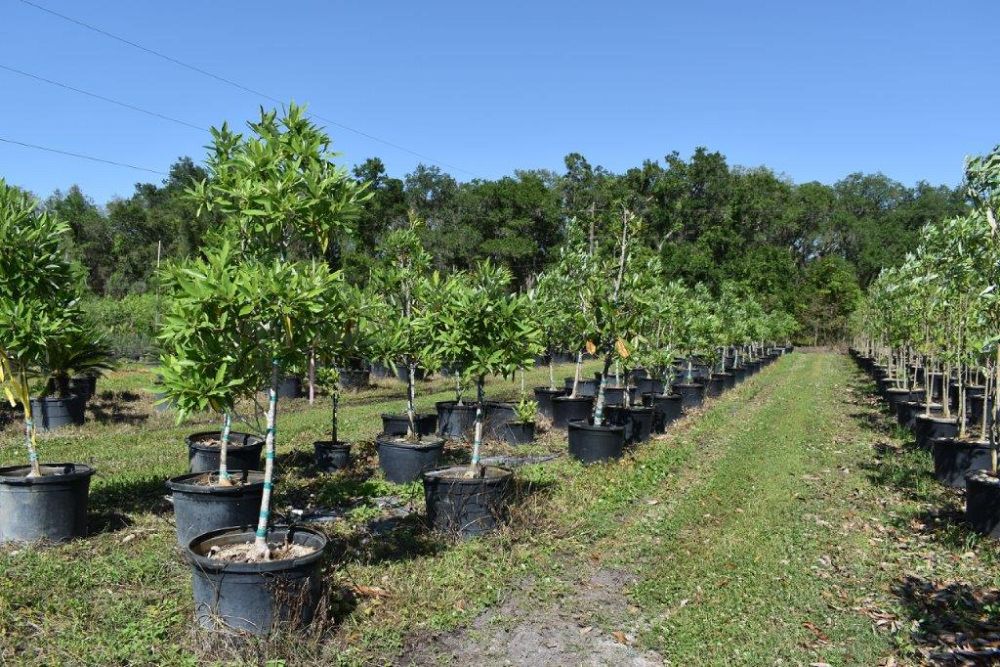 magnolia-virginiana-silver-mist-silver-bay-swamp-bay-sweetbay-magnolia