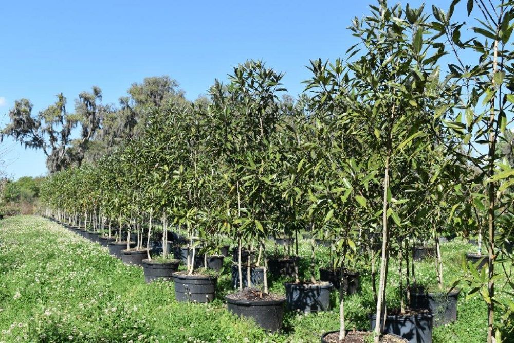 magnolia-virginiana-silver-mist-silver-bay-swamp-bay-sweetbay-magnolia