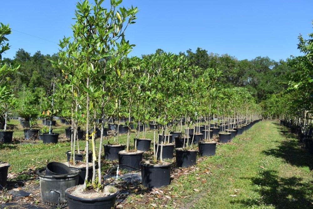 magnolia-virginiana-silver-mist-silver-bay-swamp-bay-sweetbay-magnolia