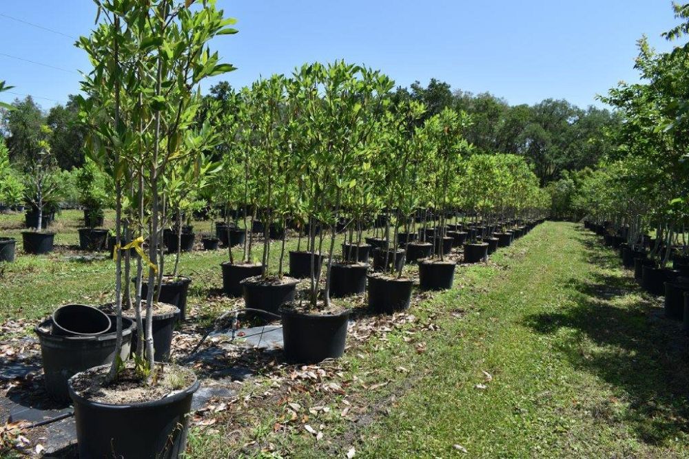 magnolia-virginiana-silver-mist-silver-bay-swamp-bay-sweetbay-magnolia