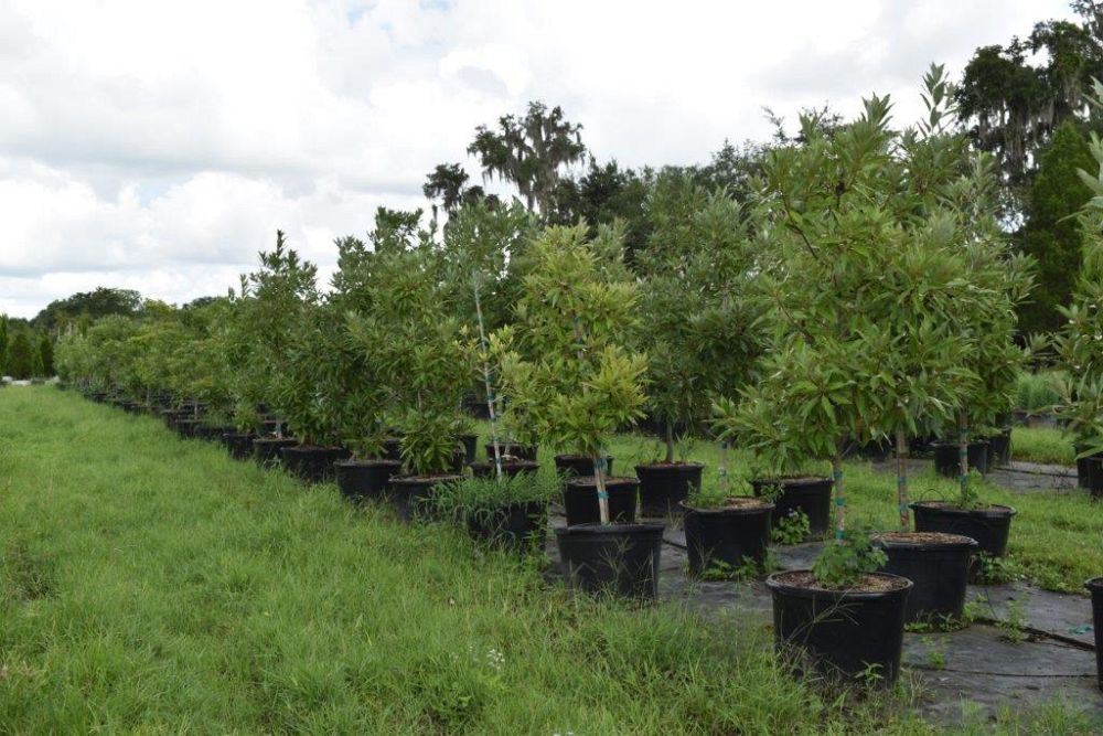 magnolia-virginiana-silver-mist-silver-bay-swamp-bay-sweetbay-magnolia