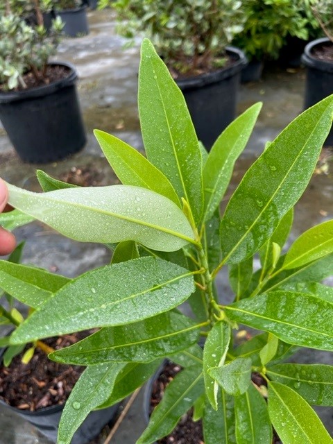 magnolia-virginiana-silver-mist-silver-bay-swamp-bay-sweetbay-magnolia