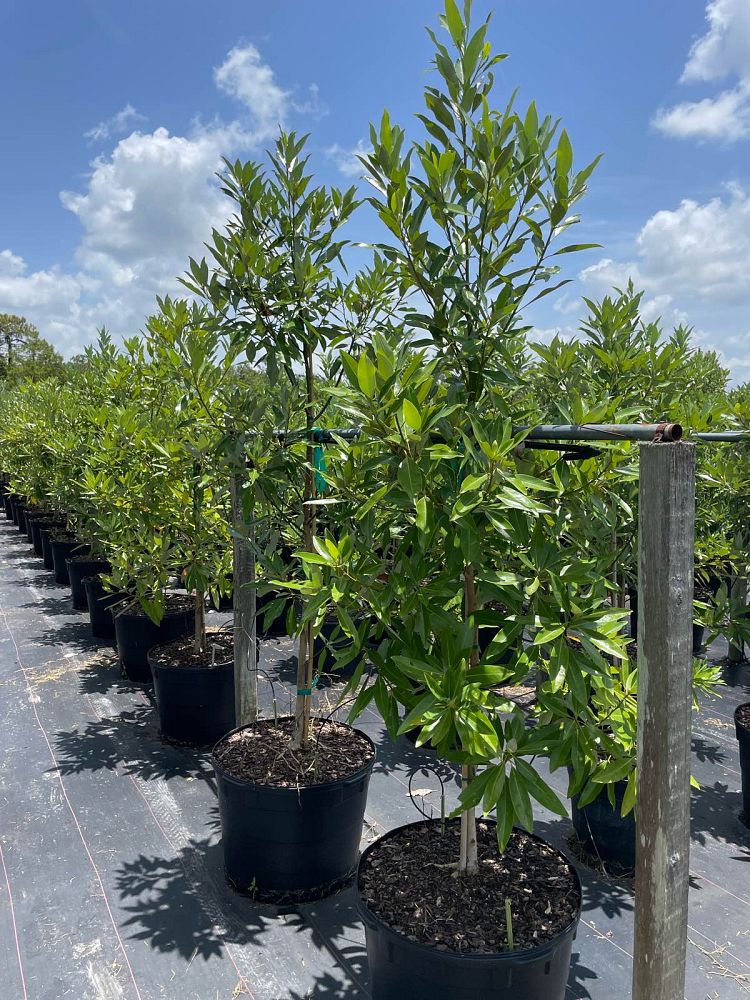 magnolia-virginiana-silver-mist-silver-bay-swamp-bay-sweetbay-magnolia
