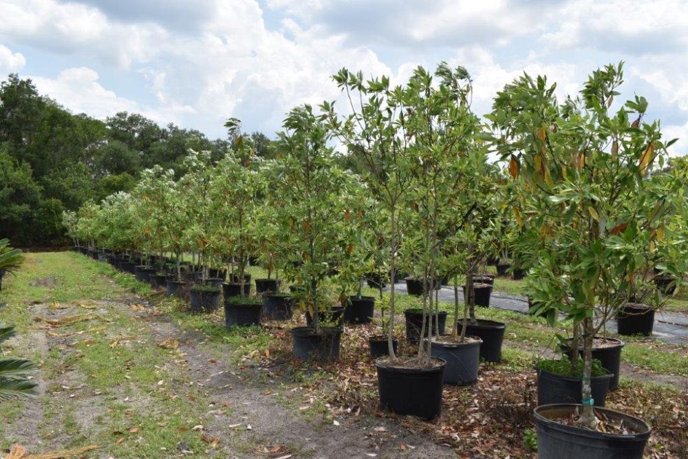 magnolia-virginiana-silver-mist-silver-bay-swamp-bay-sweetbay-magnolia