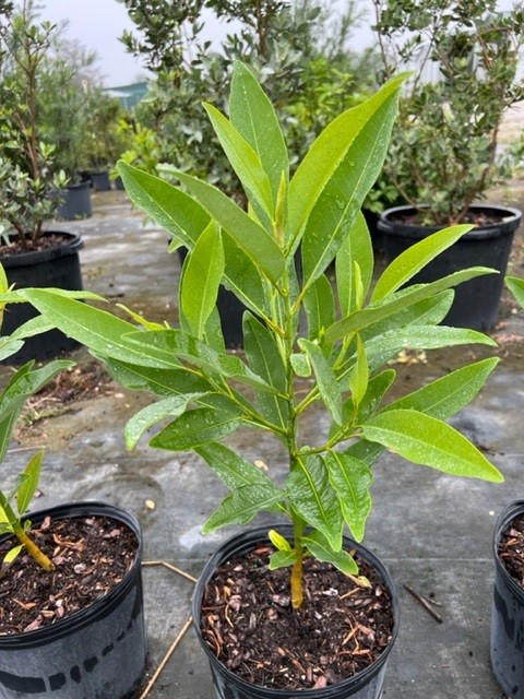 magnolia-virginiana-silver-mist-silver-bay-swamp-bay-sweetbay-magnolia