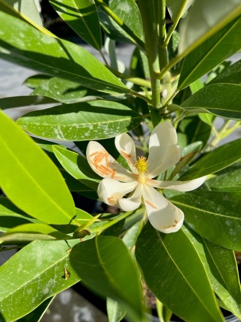 magnolia-virginiana-silver-mist-silver-bay-swamp-bay-sweetbay-magnolia