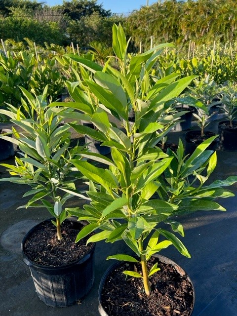 magnolia-virginiana-silver-mist-silver-bay-swamp-bay-sweetbay-magnolia