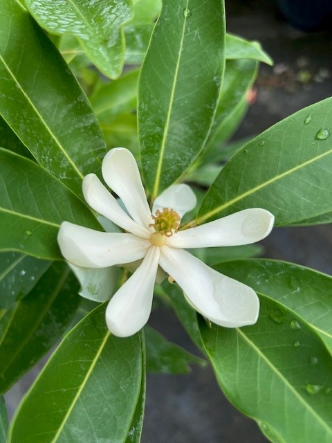 magnolia-virginiana-silver-mist-silver-bay-swamp-bay-sweetbay-magnolia