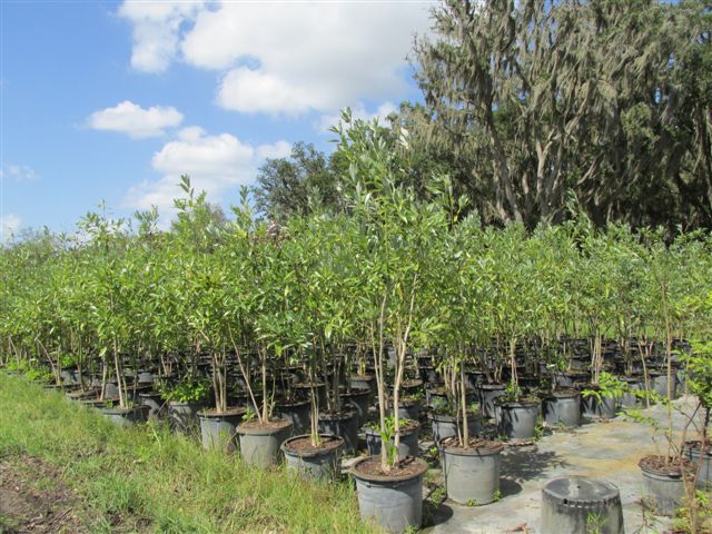 magnolia-virginiana-sweetbay-magnolia