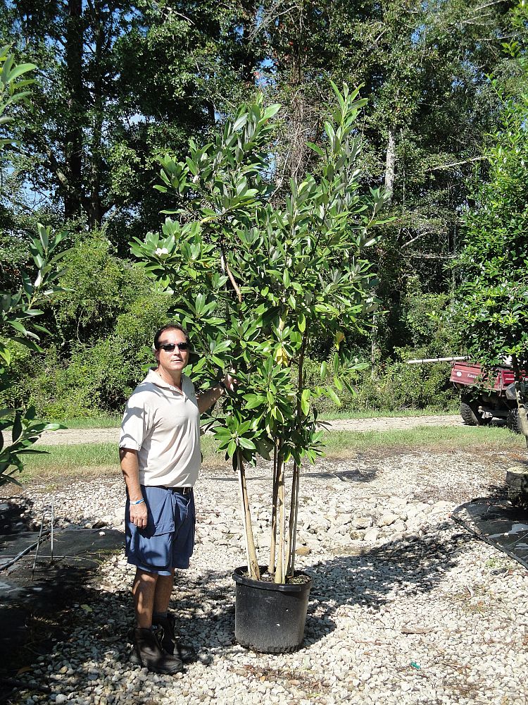 magnolia-virginiana-sweetbay-magnolia