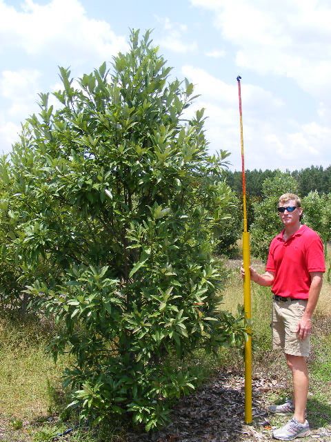 magnolia-virginiana-sweetbay-magnolia