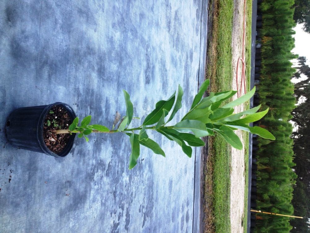 magnolia-virginiana-sweetbay-magnolia
