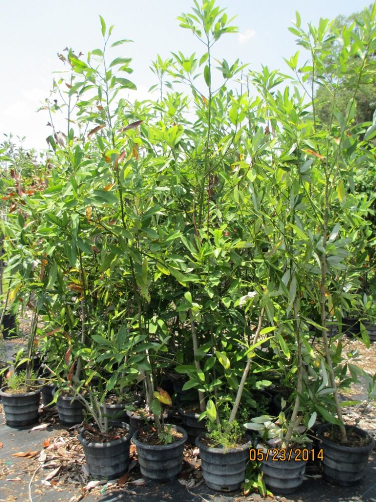 magnolia-virginiana-sweetbay-magnolia