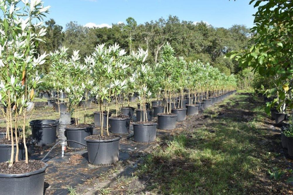 magnolia-virginiana-sweetbay-magnolia