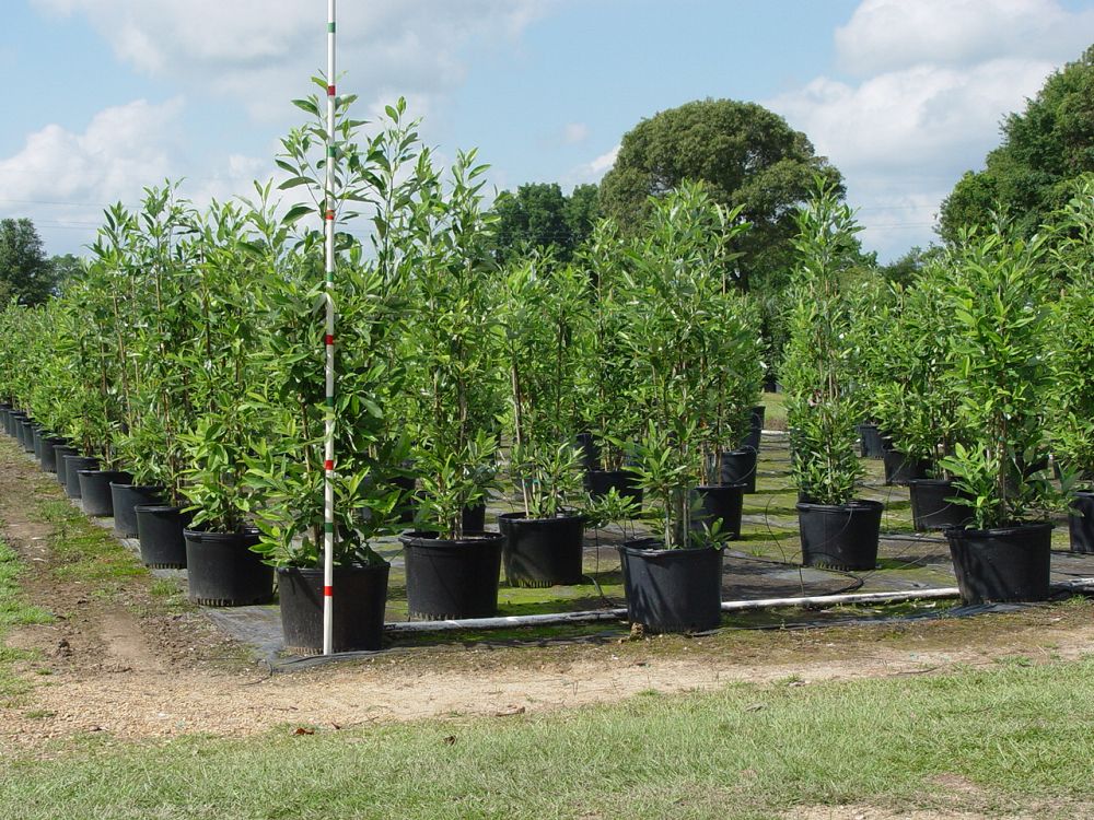 magnolia-virginiana-sweetbay-magnolia