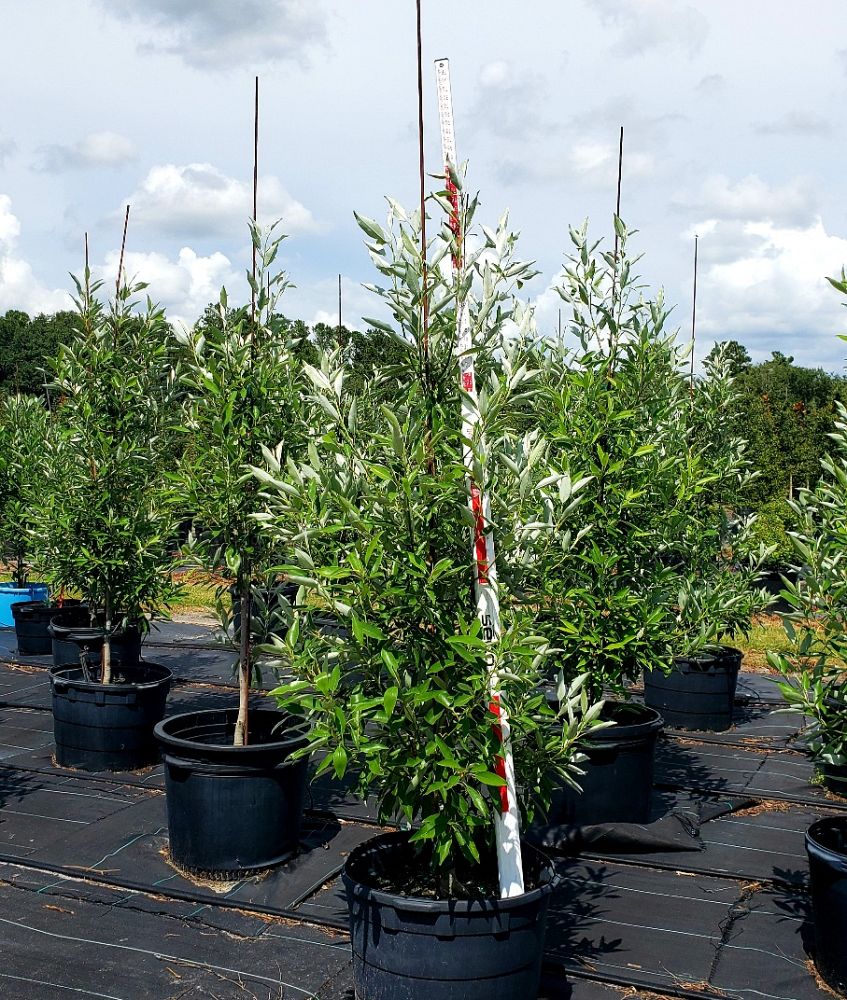 magnolia-virginiana-sweetbay-magnolia