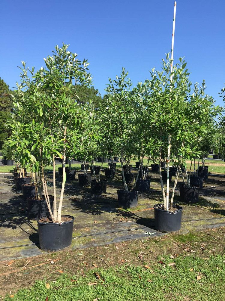 magnolia-virginiana-sweetbay-magnolia